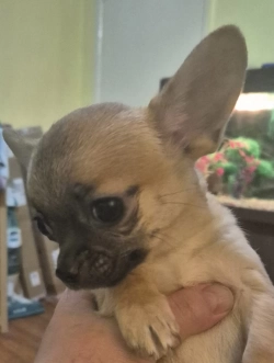 Adorable chihuahua puppies 