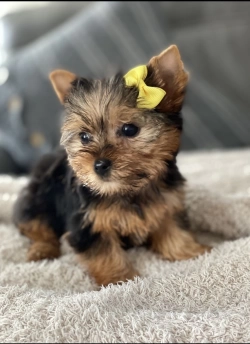 Yorkie puppy