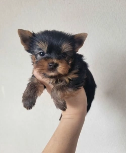 Baxter  Yorkshire Terrier