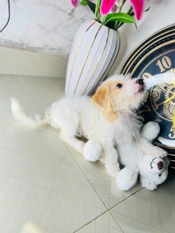 Vet checked Teacup looking forever home 