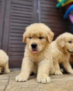 Golden Retriever Puppies For Adoption