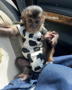 Adorable Monkeys for Sale - Perfect Companions Await!