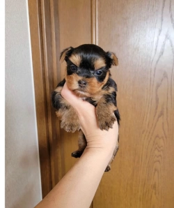 George  Yorkshire Terrier   11 weeks