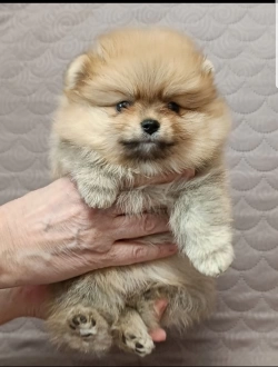 Pomeranian puppy for adoption 