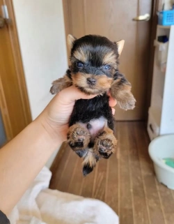 Dandy Lion  Yorkshire Terrier
