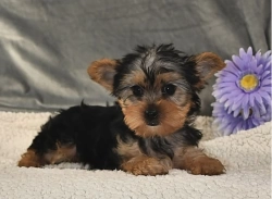 Oxford  Yorkshire Terrier