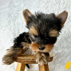 Yorkie puppy