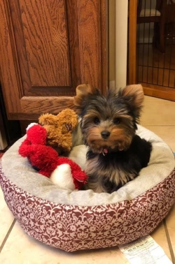 Yorkie puppy