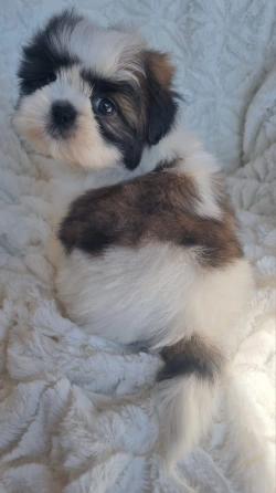 AKC Champion Bloodline Male Shih Tzu Puppy