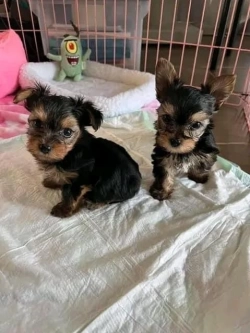 Yorkie puppy