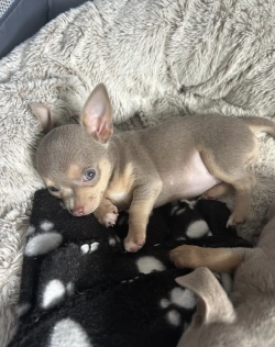 Home raised lovely chihuahua puppies 