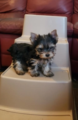 Yorkie puppy