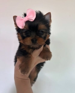 Yorkie puppy