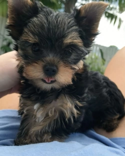 Yorkie puppy