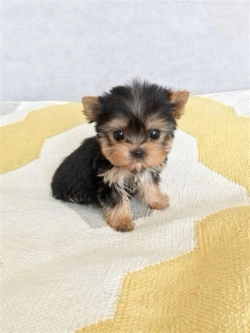Yorkie puppy