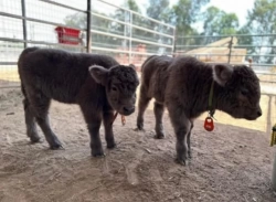 These Two Hiefers Are Now Available