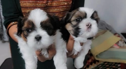 Beautiful Imperial Shih Tzu Puppies