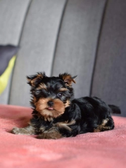Ralph  Yorkshire Terrier