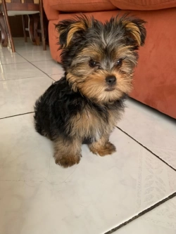Yorkie puppy