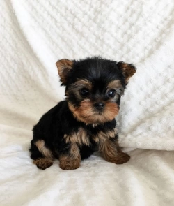 Yorkie puppy