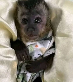 Capuchin Monkey For Pet Lover 