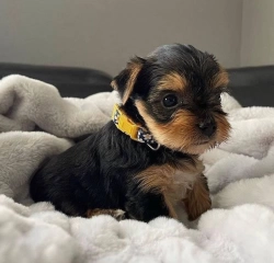 Yorkie puppy