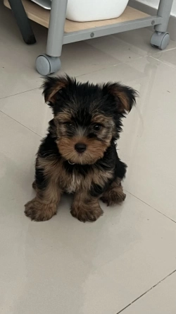 Yorkie puppy
