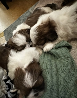 Female and male shihtzu puppies 