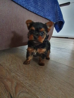 Ricky  Yorkshire Terrier