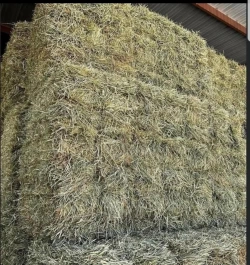 Horse hay in large squares Timothy orchard and timothy orchard alfalfa