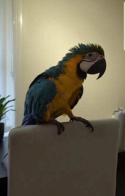 Friendly and adorable Macaw parrot 