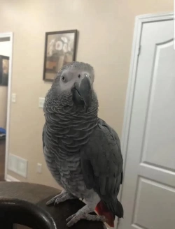 Rehoming my 7 years old African grey