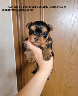 Baby Girl  Yorkshire Terrier