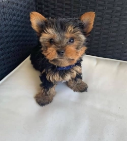 Trisha  Yorkshire Terrier