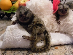 Marmoset Monkeys