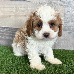 Available Cavapoo Puppies
