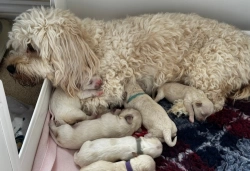 Beautiful Natured Last Boy Remaining Cavachon