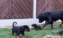 GIRL LEFT AMAZING ROTTWEILER PUPS