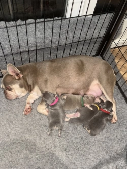 Cocoa fawn fluffy French bulldog puppies