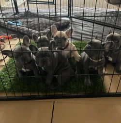 Adorable French Bulldog puppies