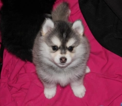 Cute Pomsky Puppies For Sale