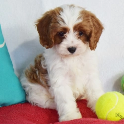 Beautiful Cavapoo Puppies For adoption
