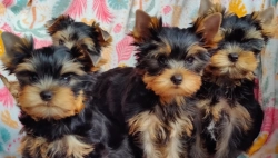 Miniatura Yorkshire terrier puppies