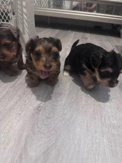 AKC Registered Purebred Teacup Yorkie Puppies