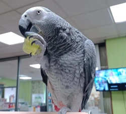 Great African Grey Parrots 