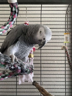 Lovely African Grey Parrots 