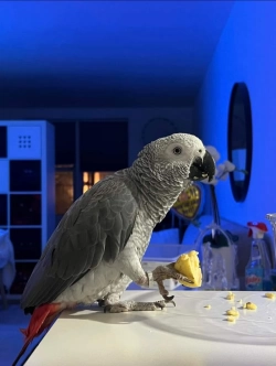 Affectionate African Grey Parrots 
