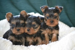 AKC Registered Teacup yorkie puppies ready for new home