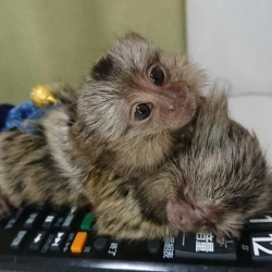 Friendly Finger Baby Marmoset Monkeys available