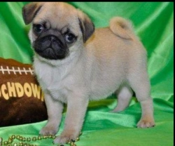 Pug puppies available for sale now  